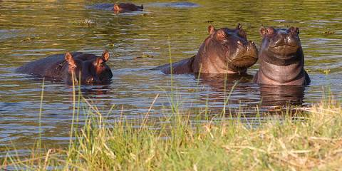 3-Day Okavango Delta Mokoro Safari