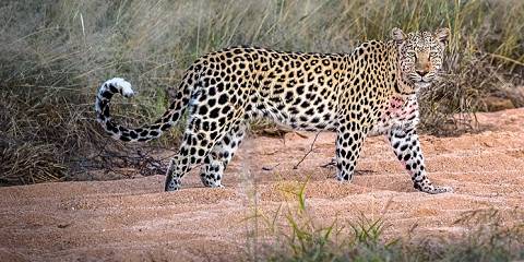 6-Day Namibian Favorites Fly-in Safari