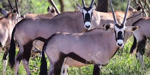 3-Day Etosha Safari Big Five Wildlife Experience