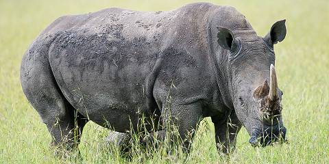 4-Day Masai Mara Migration & Nakuru Budget 4x4 Safari