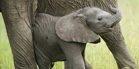 8-Day Kenya & Tanzania Family Safari Beach Eco-Adventure