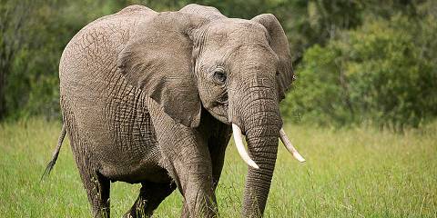 17-Day Kenya to Madagascar (Safari-Rainforest-Beach)