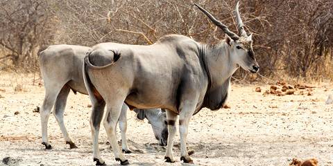 12-Day Namibian Self-Drive Wildlife Safari Tour (Lodging)