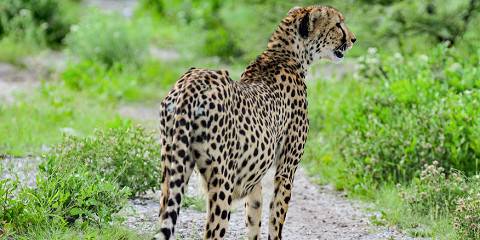 11-Day Northern Namibia Wildlife Safari