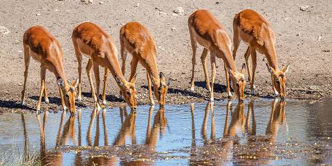 11-Day Namibia Photographic Private Guided Safari