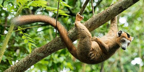 14-Day The Most Fancy Side of Madagascar