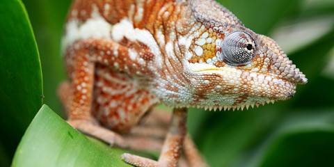 7-Day Tour on Private Charter, and Luxury Anjanjavy