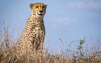 Phinda Private Game Reserve