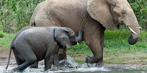 4-Day Pilanesberg Big Five Mid-Range Camping Safari