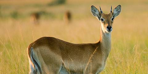 3-Day Queen Elizabeth National Park and Chimp Tracking