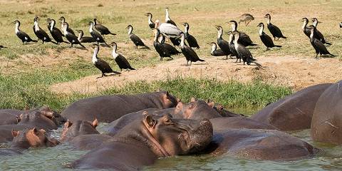 15-Day Uganda Wildlife and Birding Safari