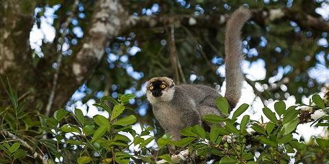 8-Day Lemur Trail Madagascar Adventure