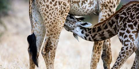 7-Day Wildlife Adventure Through Africa's Legendary Park