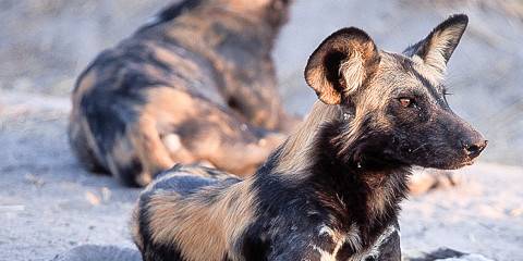 12-Day Epic Bird Watching Safari Through Mkomazi & Beyond