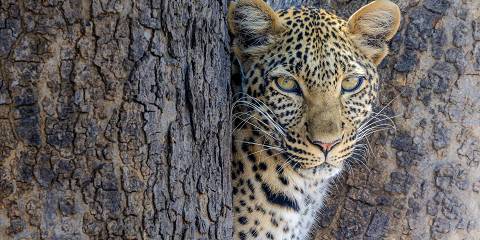 4-Day Tanzania Big Three Tarangire, Serengeti&Ngorongoro