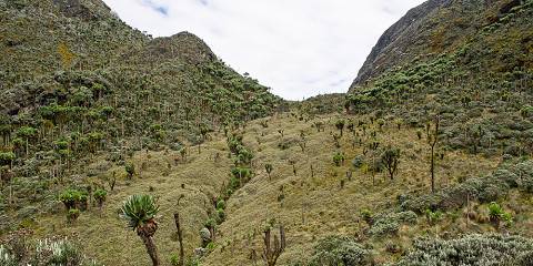 15-Day Margherita Peak Trek & Gorilla Trekking Adventure