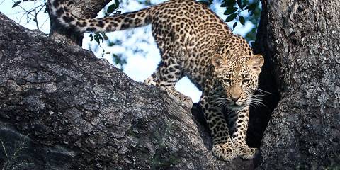 3-Day Midrange Kruger Tented Safari & 2 Sabi Sand Drives