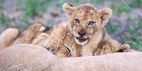 4-Day Sabi Sand Reserve Luxury Safari, Greater Kruger