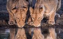 Sabi Sand Private Game Reserve