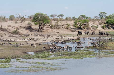 Zebra migration in Makgadikgadi Pans National Park, Botswana