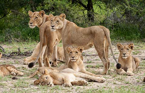 A lion pride in Sabi Sand Game Reserve, South Africa