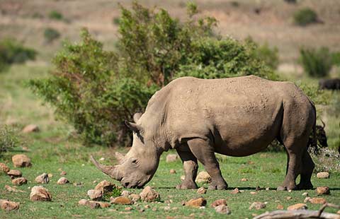 White  rhinoceros grazing in Pilanesberg Game Reserve, South Africa