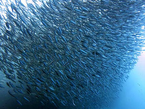 Sardine run, South Africa