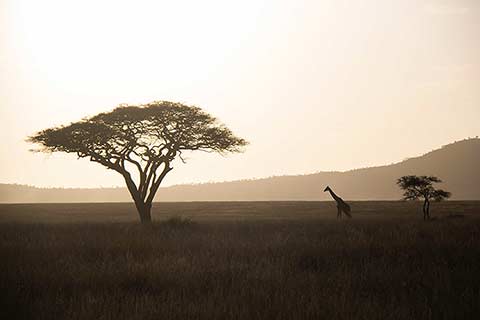 A giraffe next to a tree in front of a Tanzania sunset