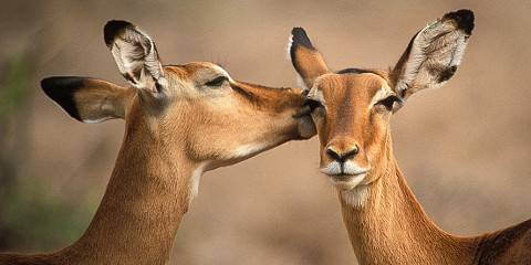 11-Day Luxury Kenya Bush and Beach in One Trip