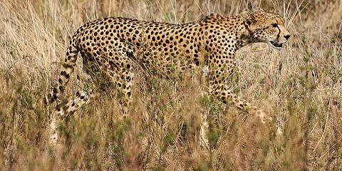 4-Day Aberdare & Samburu Safari Escape