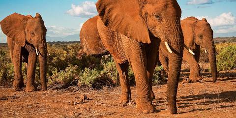 3-Day Amboseli Group Joining Safari 2023 - 2025