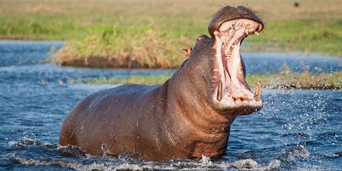 7-Day Victoria Falls + Chobe + Moremi Camping Safari