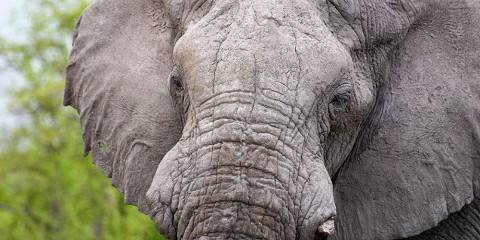 7-Day Luxury Botswana Safari Tour