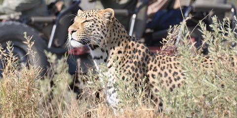 4-Day Okavango Delta & Boteti River Tented Safari