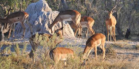 6-Day Your Unforgettable Botswana Tour