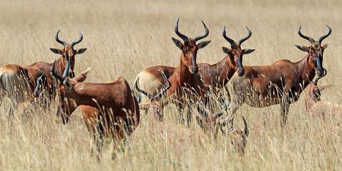 5-Day Trekking Tour to Bale Mountain