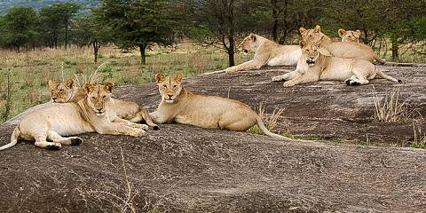 3-Day Serengeti Wildebeest Calving & Ngorongoro Crater