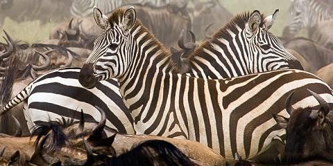 3-Day Winter Great Migration Serengeti & Ngorongoro Trip