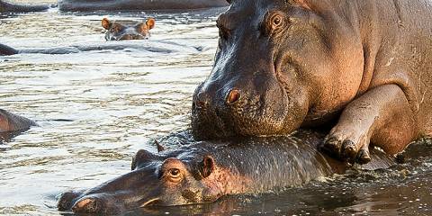 7-Day Tanzania Safari, Hiking Foot Hills of Kilimanjaro
