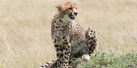 3-Day Fly in-out Southern Wildebeest Calving Season