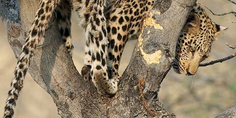 6-Day Affordable Safari Adventure (Northern Circuit)