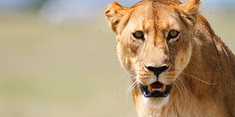 6-Day Majestic Tanzania - High-End