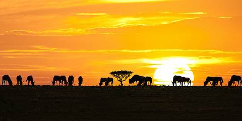 4-Day Ngorongoro & Serengeti Private Budget Safari Tour