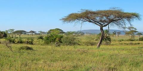 7-Day Tanzania Great Migration Safari