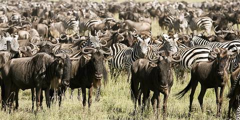 5-Day Great Migration at the Mara River Crossing