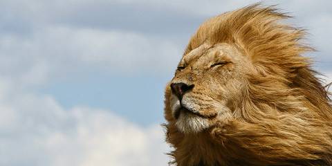 9-Day Epic Great Migrations Wildlife Safari