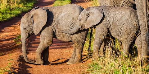 6-Day Private Big 5 Mid Range Tour in Tanzania