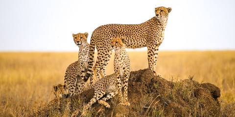 4-Day Group Tour to Tarangire, Serengeti, Ngorongoro