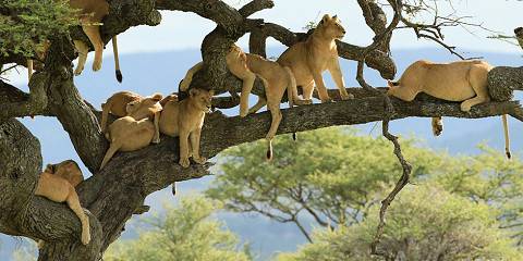 5-Day Living Among Lions - Mid-Range
