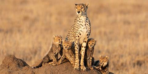 3-Day Serengeti -Ngorongoro with Mix Camp and Lodge